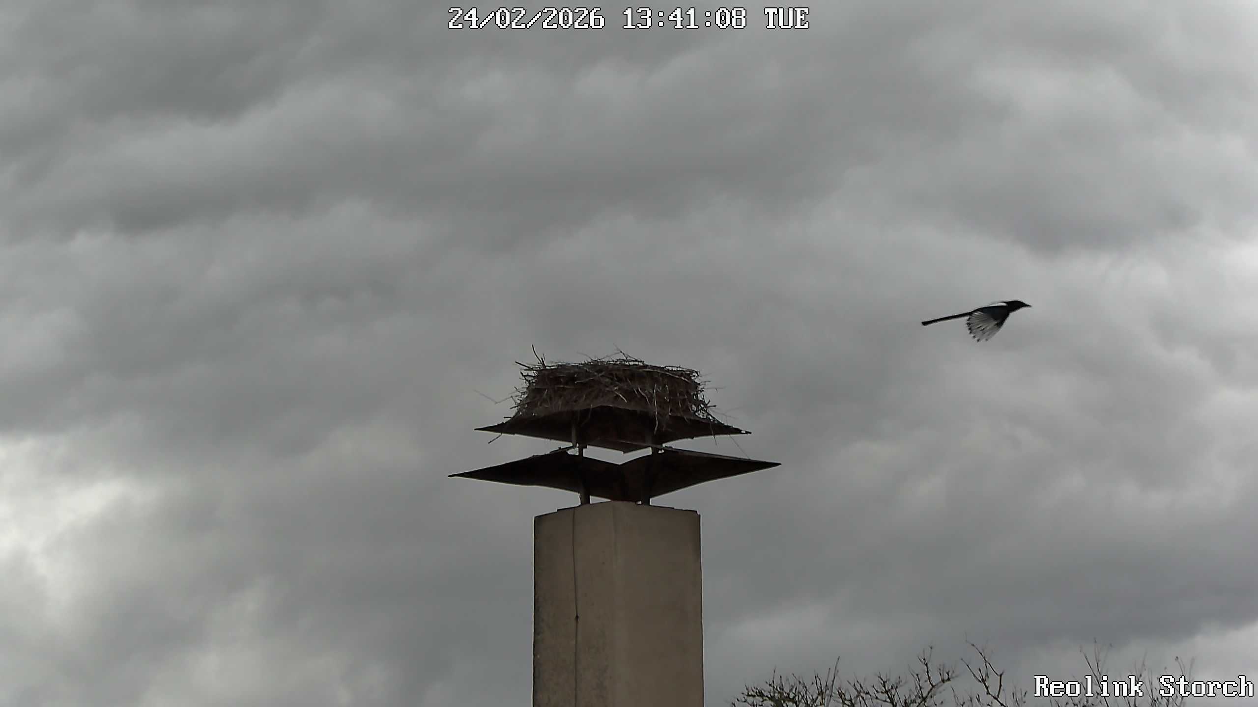 Storchencam Bild